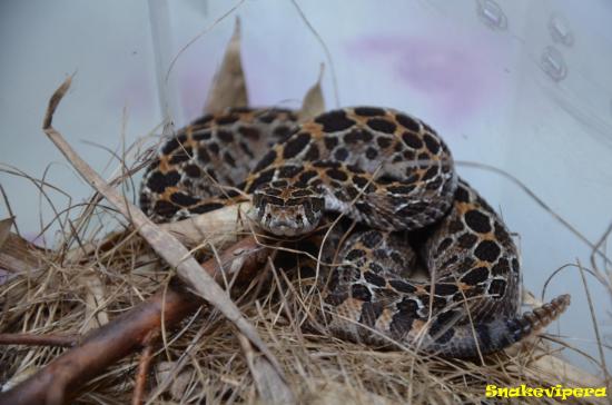 Crotalus polystictus 5